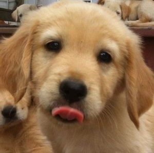 Meet your Posher, Tommy